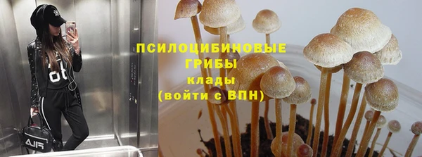 прущие грибы Беломорск